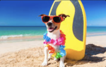 Beach Dog Club
