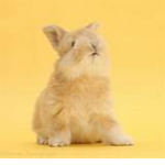 Mega Bunny Fans