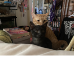 Ugly creatures of the good and evil