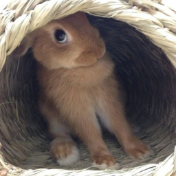 🥕