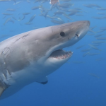 Oceanic Realism Community