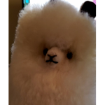 Doge robux loans