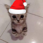 Meltydrop’s fan group