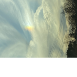 SunflowersYT