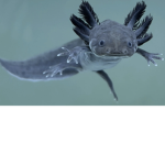 Axlotle fan group