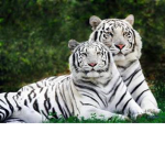 Animal Rescue Squad