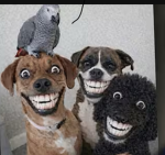 WowOmgnoway