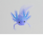 Axolotl squad2