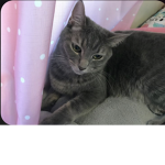 Ella The Cat Love r Group!