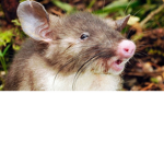 epic ratz