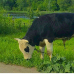I love cows :)