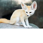 #fennecnation