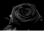 Black rose…