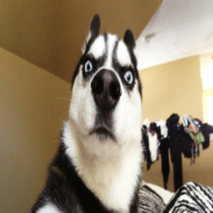 Dog meme Roblox decal