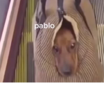*GoldeGang*