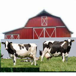 cow farm