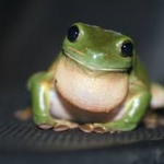 Froggie!