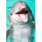 Dolphins are awesome