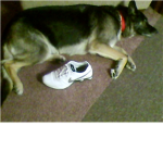 my german shepard lovers