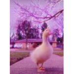The Duckling’s