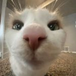 kittie katz