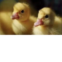Ducks Hangout!
