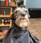 Spiffy Fresh