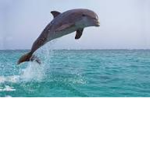 The Dolphin Fans