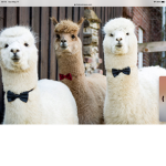 The fancy llamas.