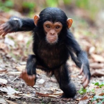 Monkeyz4life