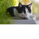 0AbbyTheBoy0 Cats