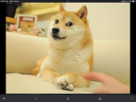 Doge only fan