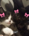 CuteKittyz