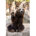 Lucky bears