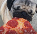 PUG want pizza