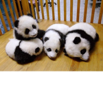 Mocha_panda