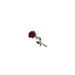 Rose Fan_Club