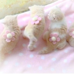 purrsian