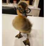 ¡Quack_group!