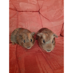 #guineapigs