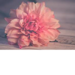 ...bloomlyns...
