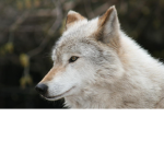The Top Wolves
