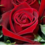 Rosie Posies Fantasia Group