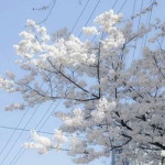 .+*cherry blossom grapes *+.