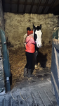 Best horses ever!