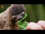 Doggo and sloth Group