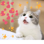Roblox Cat Liker