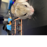 Hamster are the best gang