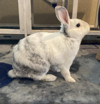 Rolibunny