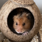 The agent hamster